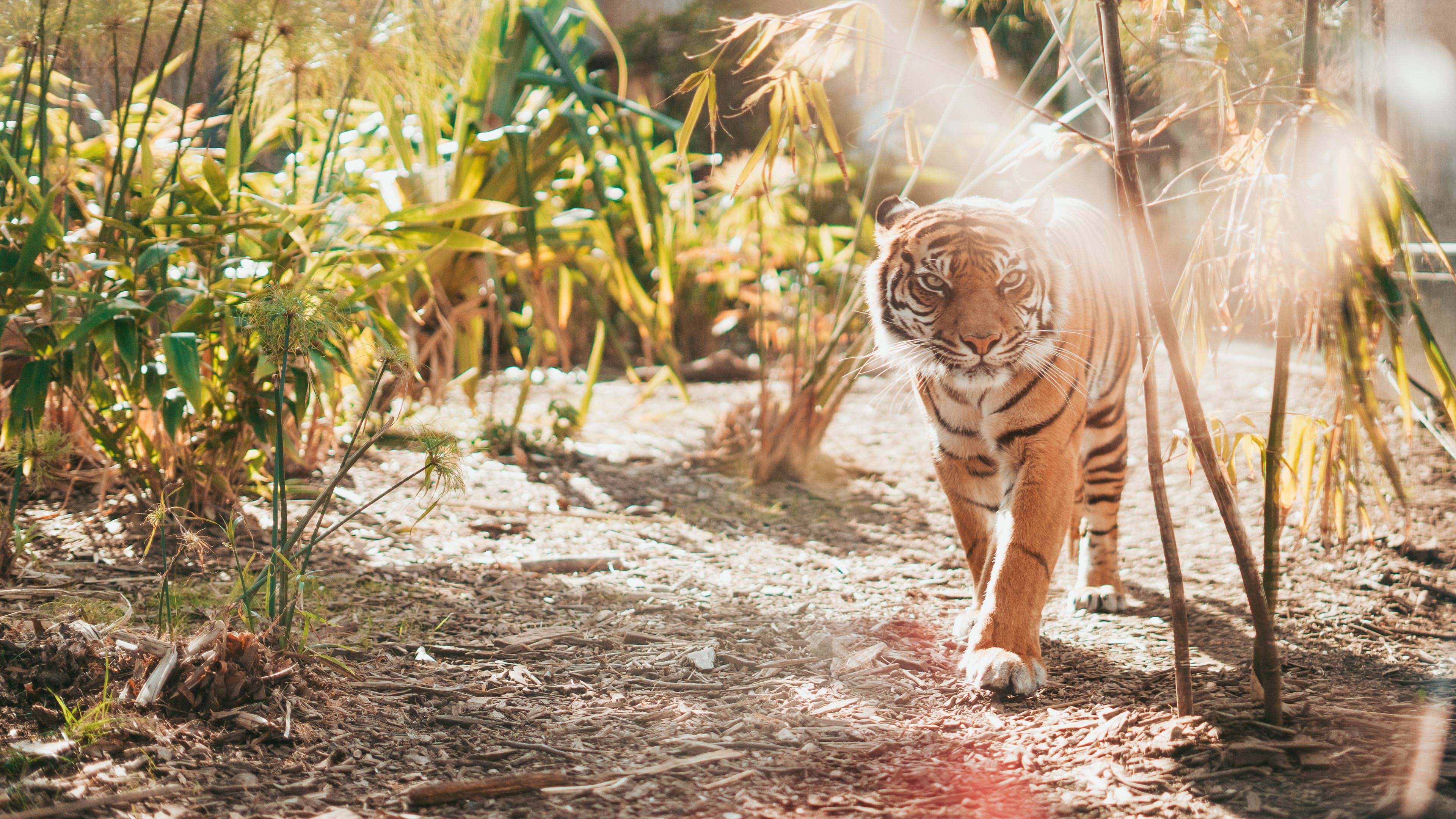 Wallpaper 4K đẹp - Hình nền 4k cho máy tính 21