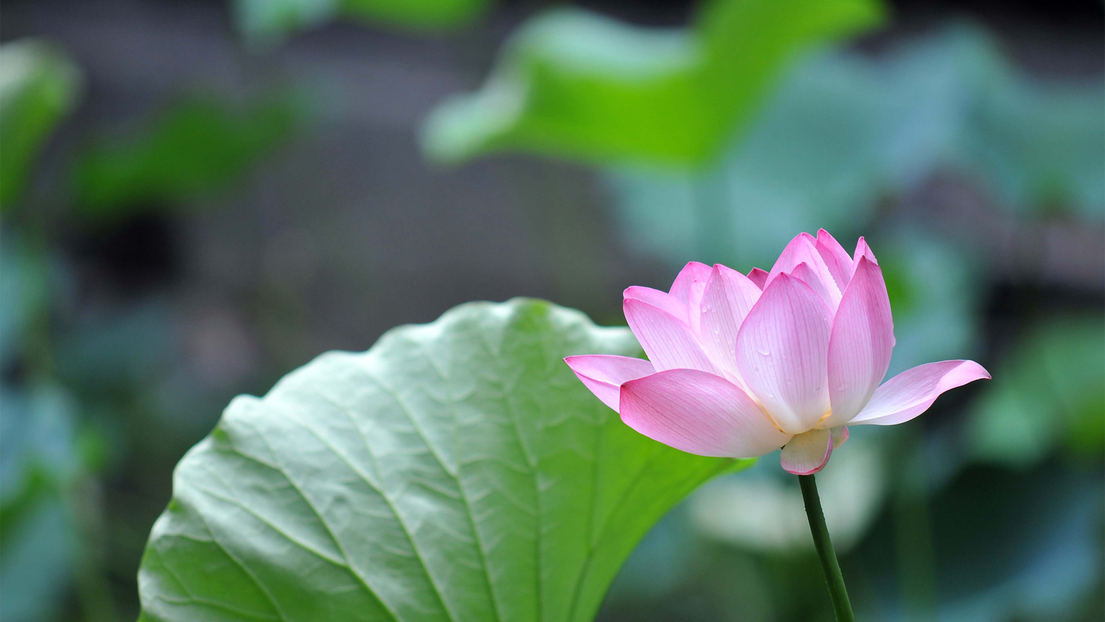 Wallpaper 4K đẹp - Hình nền 4k cho máy tính 31