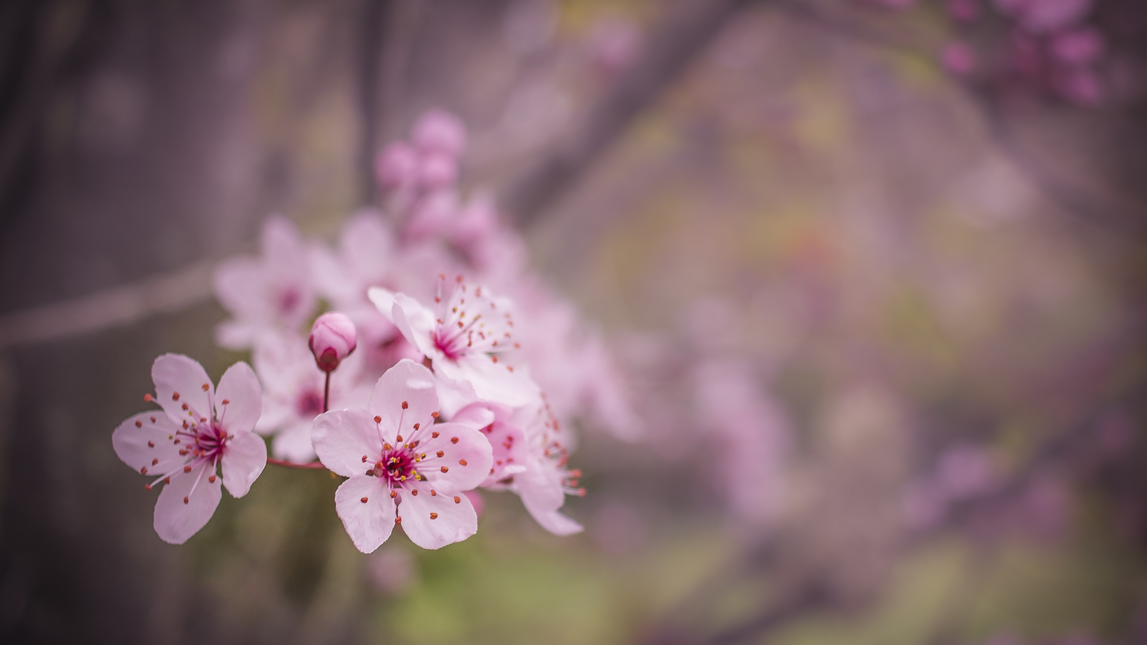 Wallpaper 4K đẹp - Hình nền 4k cho máy tính 6