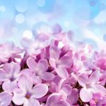 Hình nền hoa đẹp - Tổng hợp hình nền, wallpaper hoa đẹp nhất