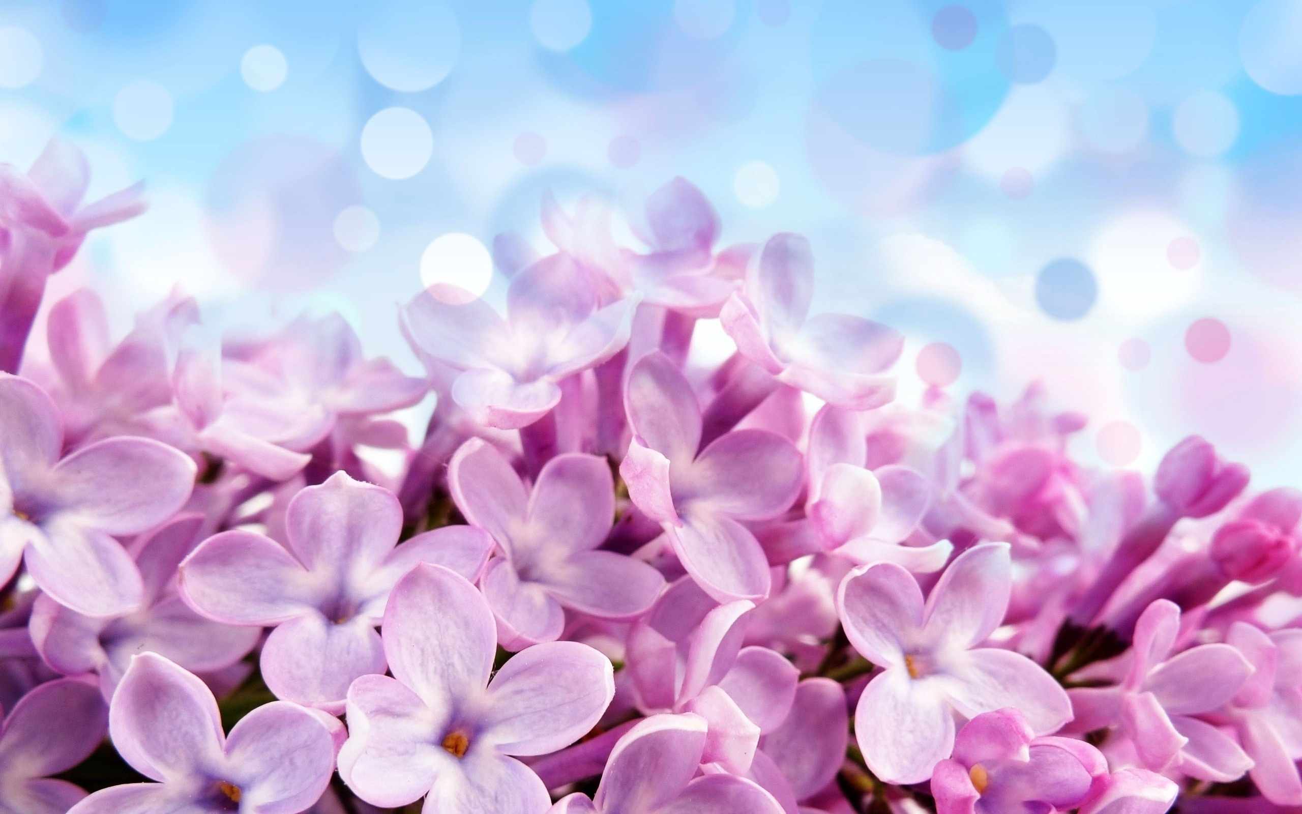 Hình nền hoa đẹp - Tổng hợp hình nền, wallpaper hoa đẹp nhất 3