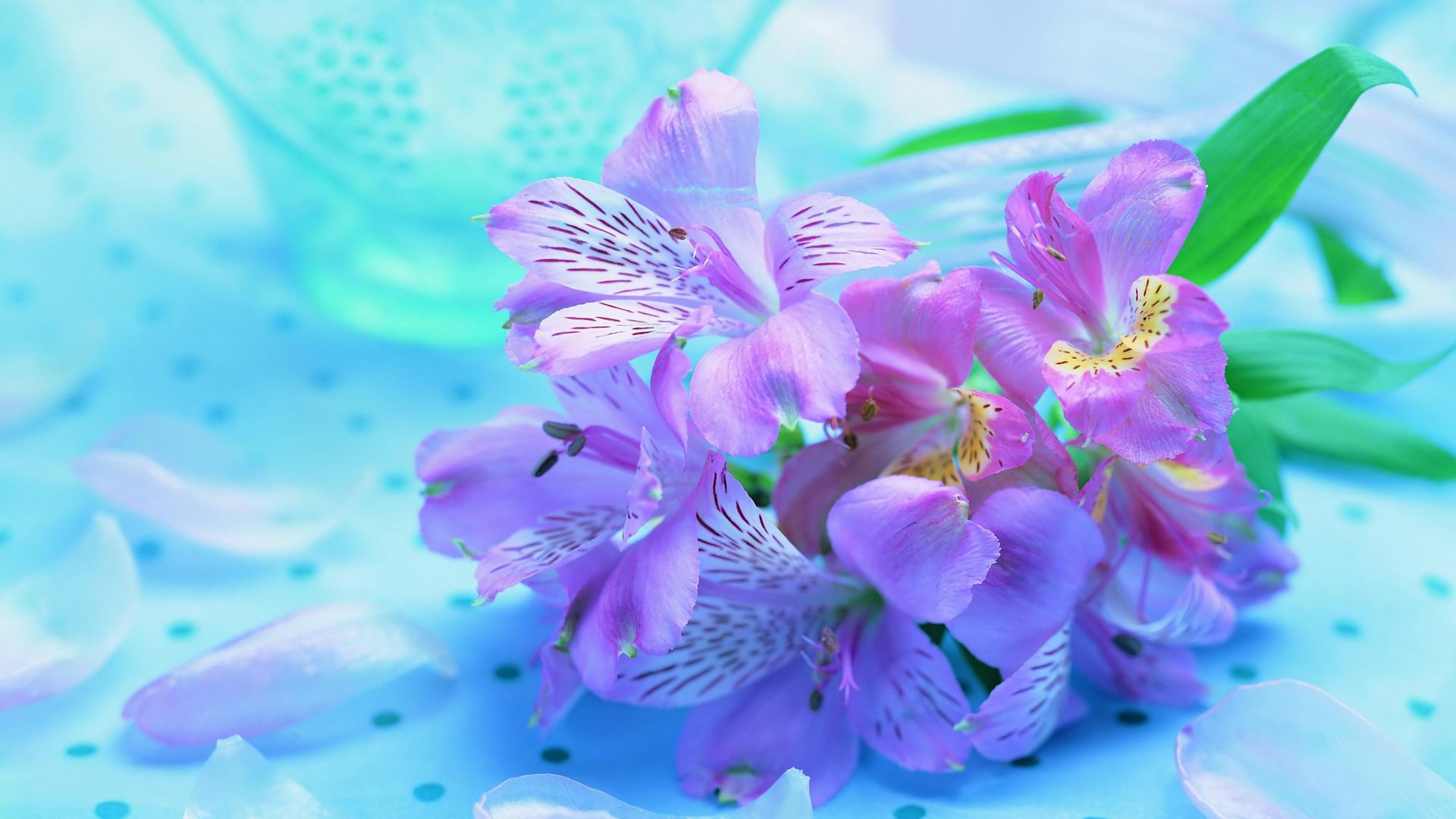 Hình nền hoa đẹp - Tổng hợp hình nền, wallpaper hoa đẹp nhất 6