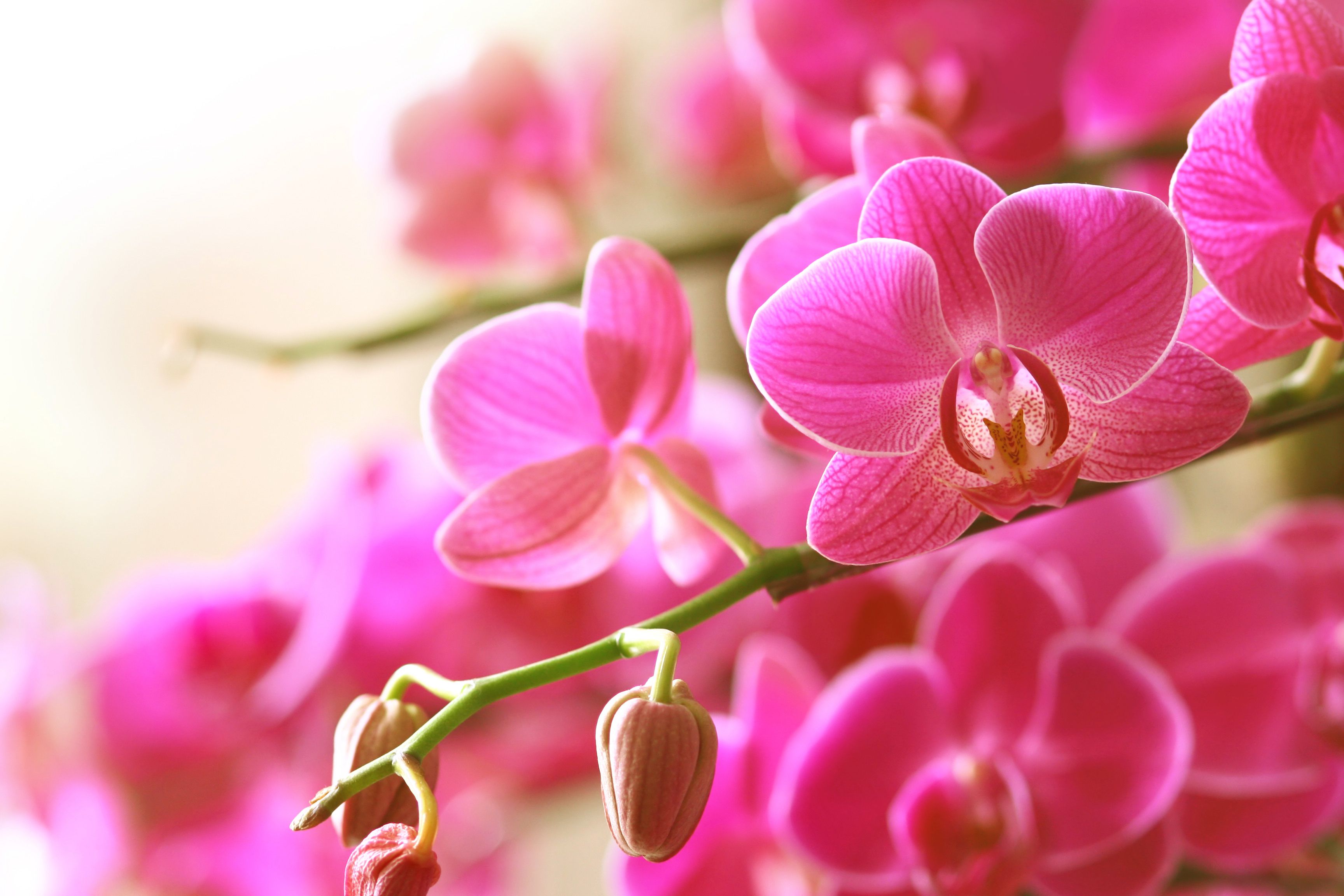 Hình nền hoa đẹp - Tổng hợp hình nền, wallpaper hoa đẹp nhất 9