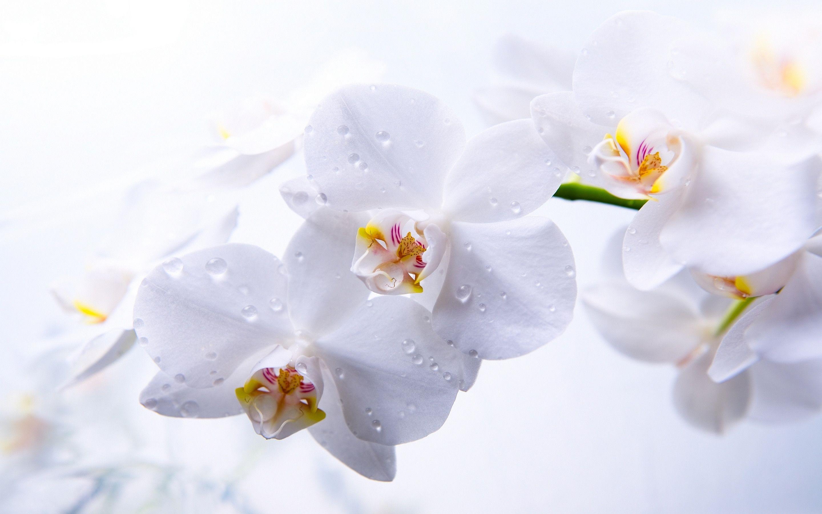 Hình nền hoa lan trắng sẽ mang đến cho bạn cảm giác bình yên và trang nhã. Với màu trắng tinh khôi và tinh tế của hoa lan, hình nền này sẽ giúp bạn thư giãn và tập trung tốt hơn. Nếu bạn muốn trang trí màn hình của mình với một hình ảnh đẹp và tinh tế, hãy xem ngay hình nền hoa lan trắng.