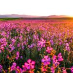 Flower Wallpaper - Hình nền hoa đẹp nhất