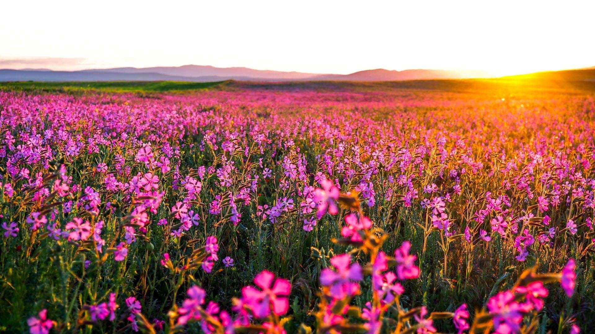Hoa (Flower): Trong bối cảnh thiên nhiên đầy sắc màu này, hoa luôn là một nguồn cảm hứng cho những bức ảnh đẹp. Xem những bông hoa đầy màu sắc và hương thơm thật dễ chịu chắc chắn sẽ mang đến cho bạn những giây phút thư giãn và kết nối với thiên nhiên.