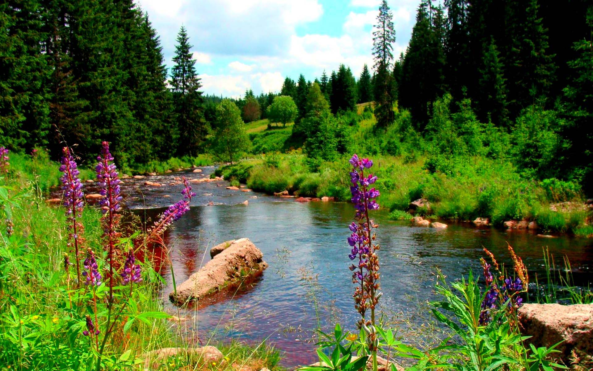 Лето лес река цветы