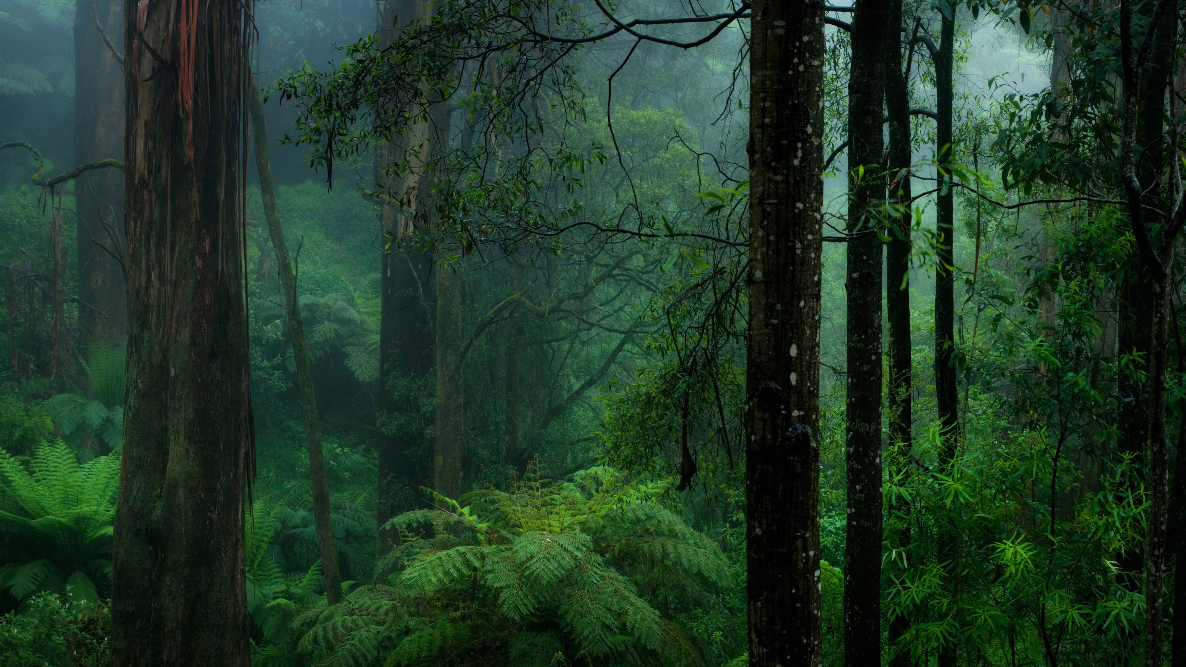 Xem ngay 50+ ảnh rừng 4k đẹp tuyệt đỉnh cùng chất lượng 4K