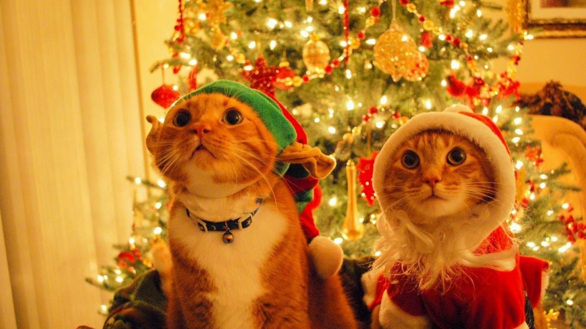 Hình giáng sinh - Christmas Wallpaper 19