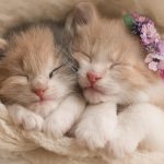 Hình nền máy tính dễ thương nhất