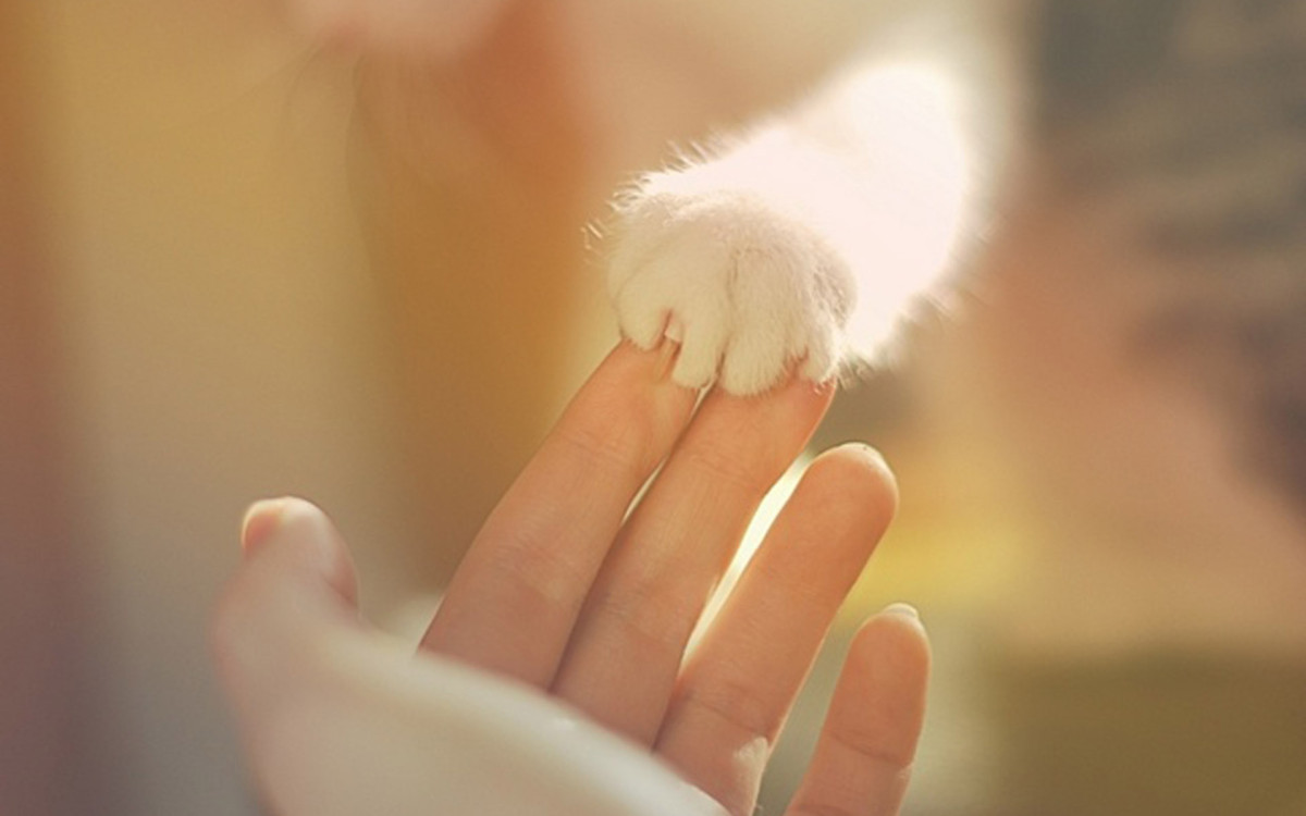 Hình nền máy tính dễ thương nhất 4