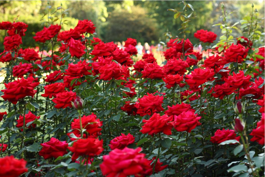 Hoa hồng đẹp là một trong những loài hoa được yêu thích nhất. Họa tiết hoa hồng kiêu sa và quyến rũ, bạn sẽ không thể cưỡng lại sức hút của chúng. Hãy nhìn vào hình ảnh và cảm nhận sự đẹp đẽ của hoa hồng đang nở rộ.