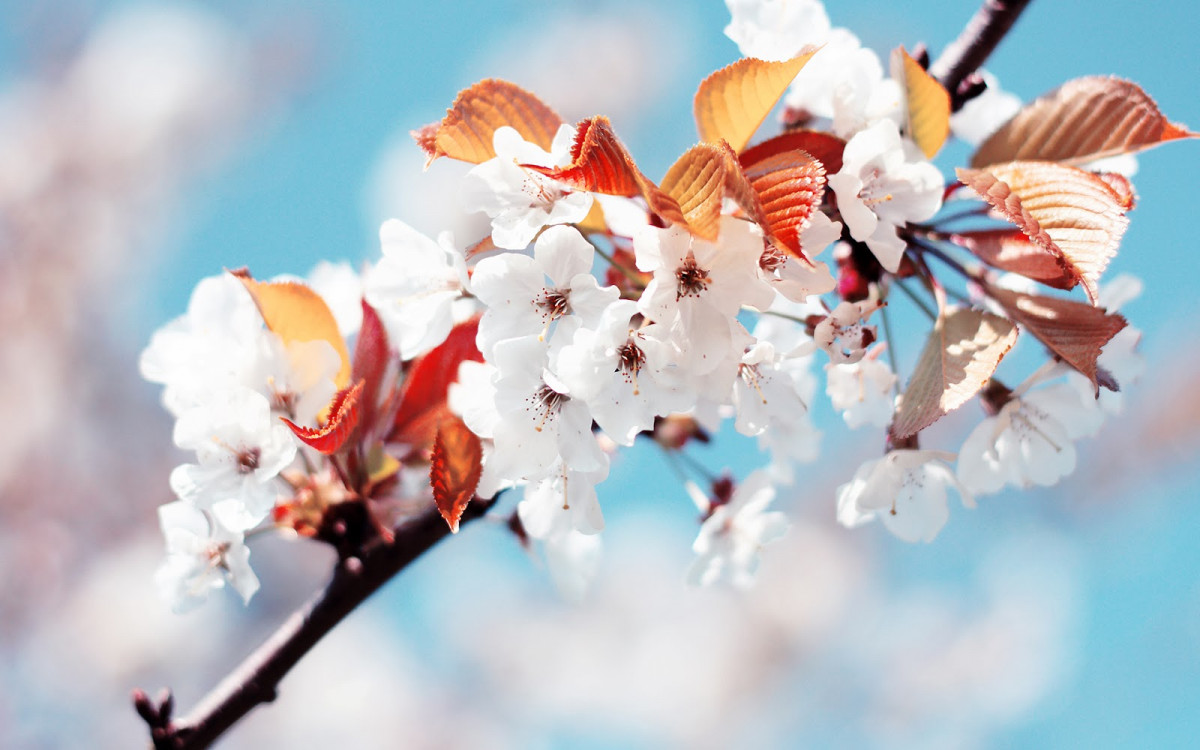 Tổng hợp hình ảnh mùa xuân đẹp nhất - phần 1 - Hình nền máy tính