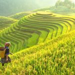 Tổng hợp hình ảnh cánh đồng lúa đẹp nhất