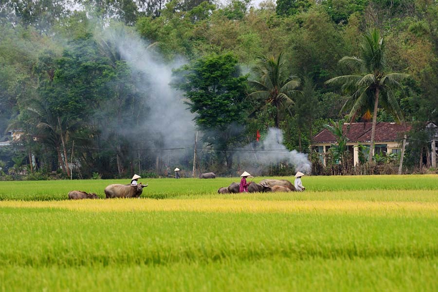 Tổng hợp hình ảnh cánh đồng lúa đẹp nhất 50