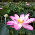 Tổng hợp hình ảnh hoa Sen đẹp nhất