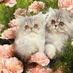 Tổng hợp hình ảnh mèo đẹp đáng yêu ngộ nghĩnh