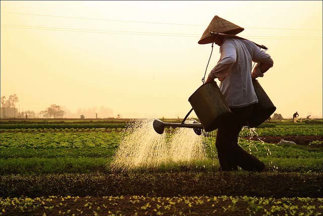 hình ảnh Việt Nam về thiên nhiên và con người 36