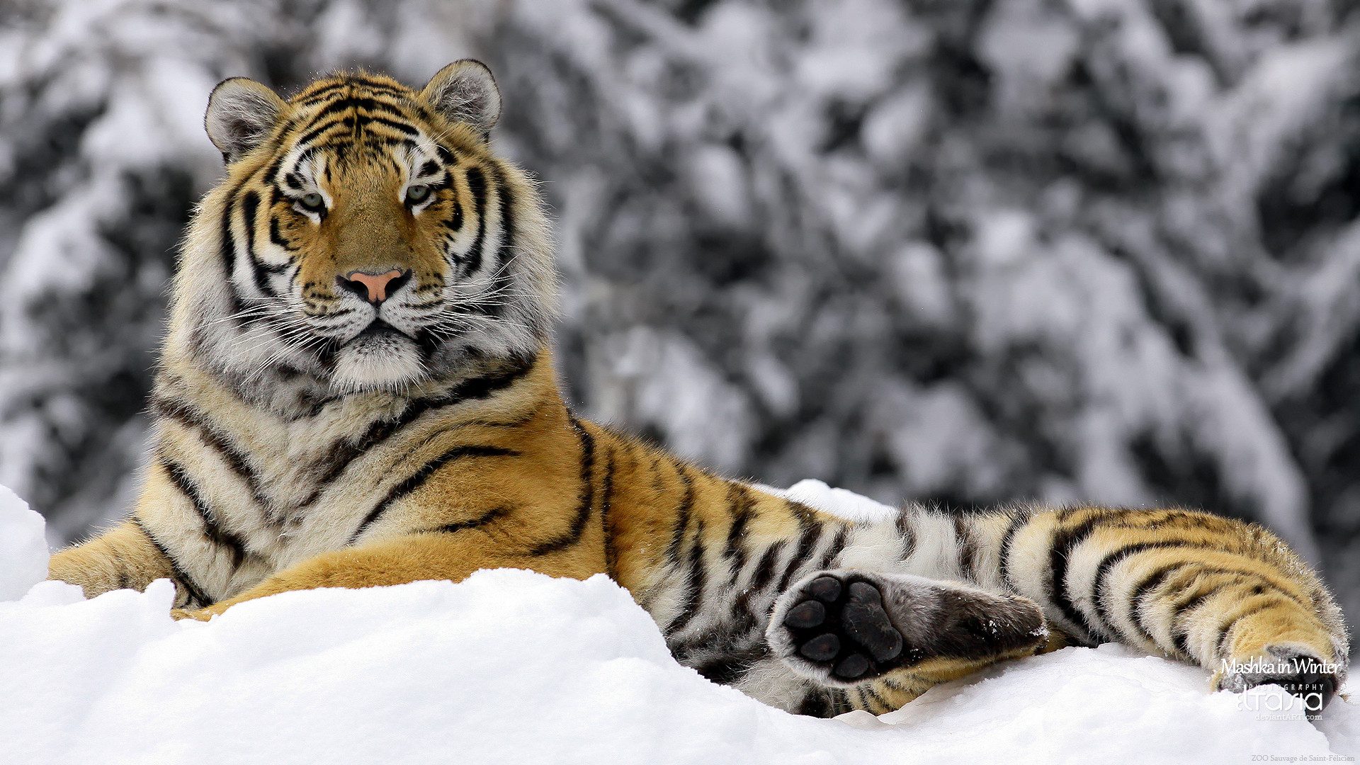Ảnh hổ trắng 3D đẹp vẽ mặt ngầu ngầu  White tiger Tiger wallpaper Tiger  pictures