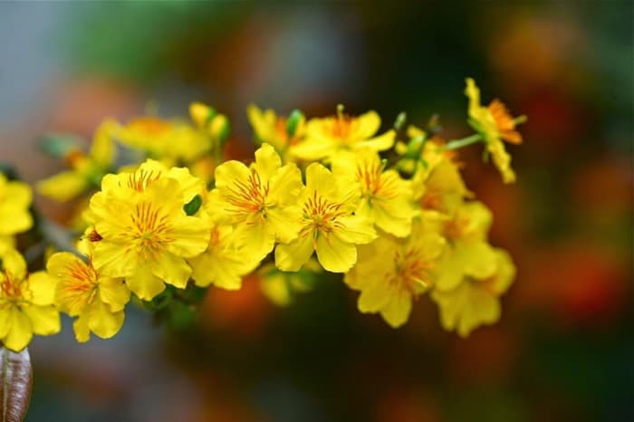Hình ảnh Cây mai hoa mai vàng ngày tết