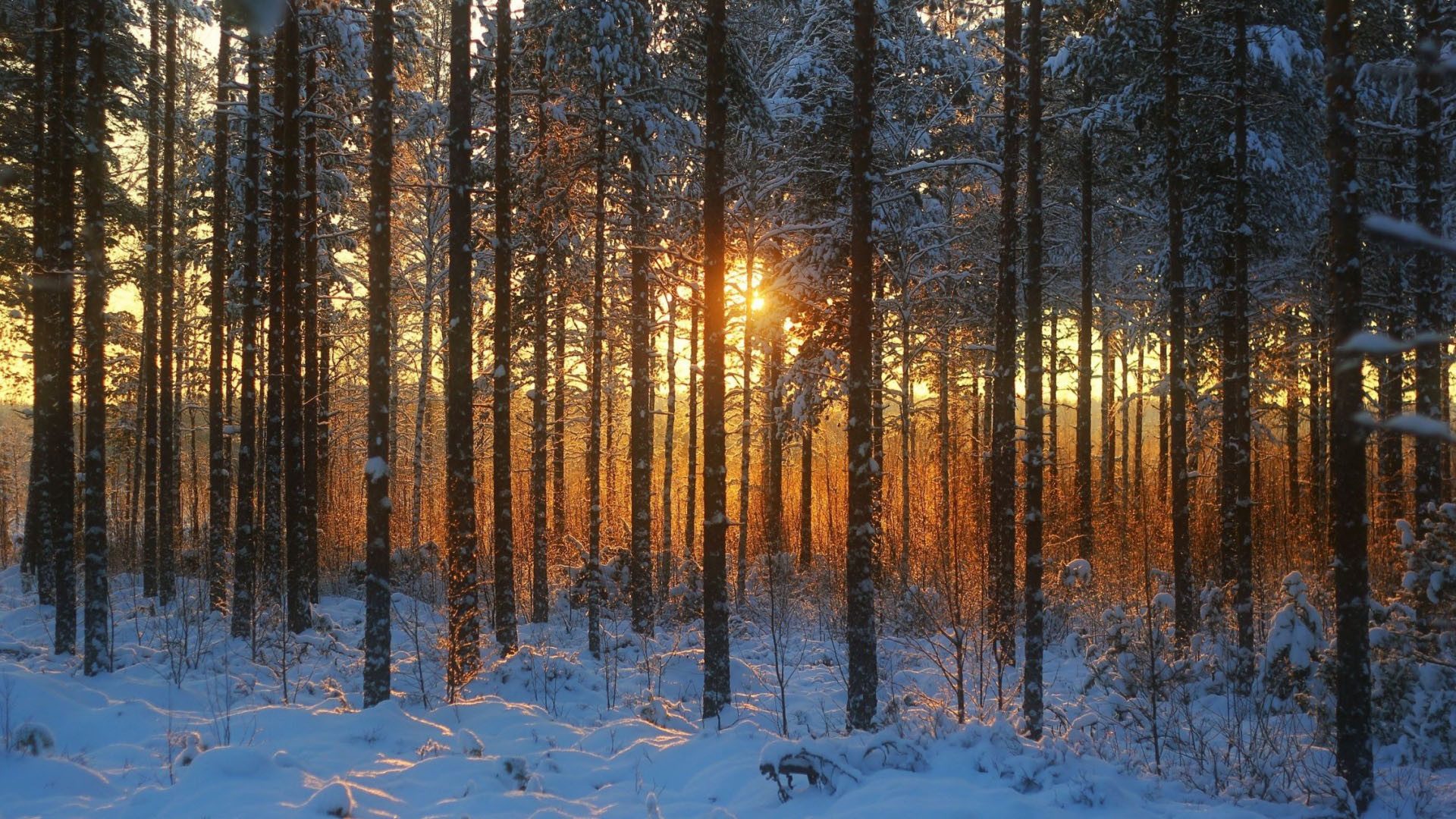 ảnh rừng mùa đông