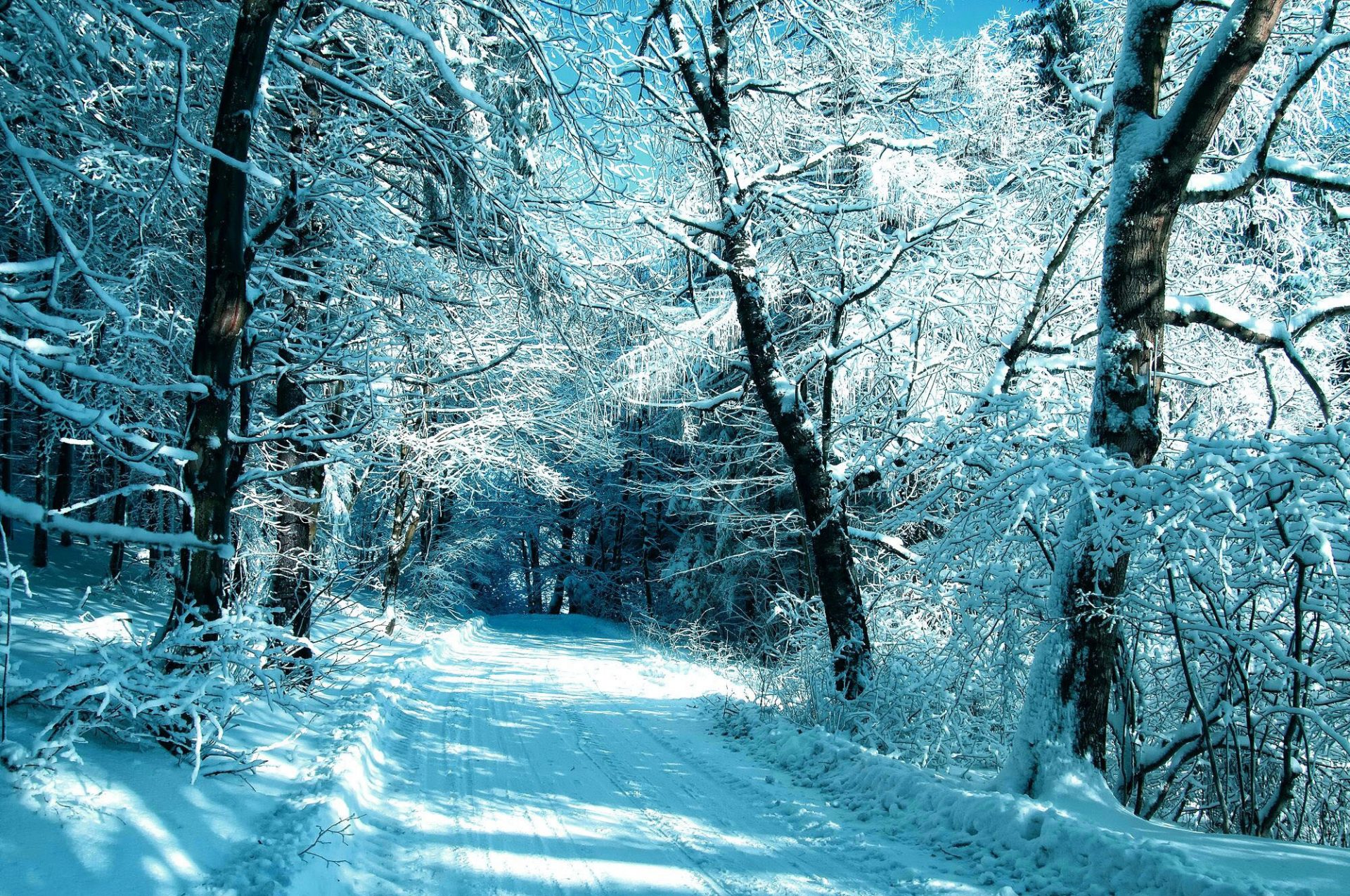 ảnh nền cây cối mùa đông