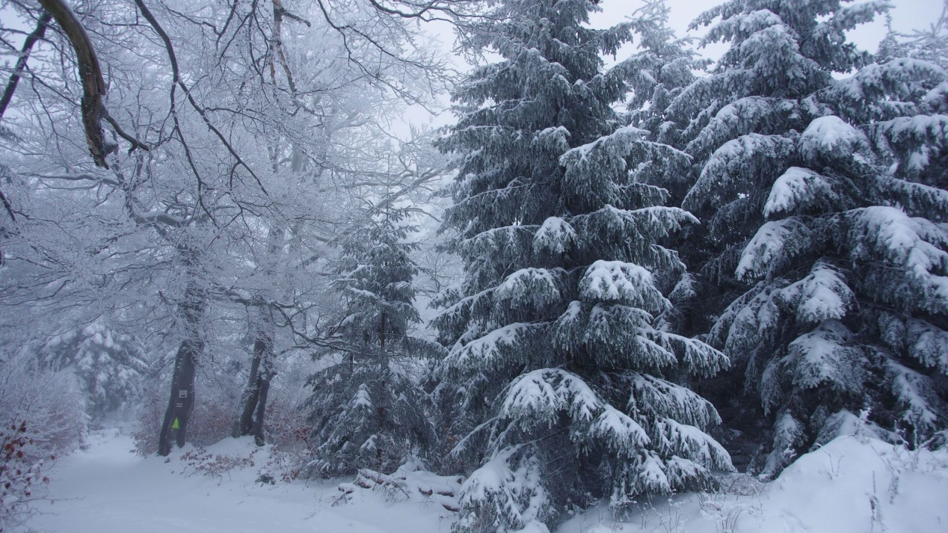 hình ảnh cây thông mùa đông