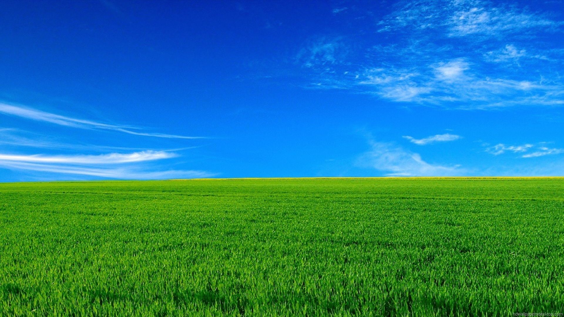 Hình nền cỏ xanh đẹp tươi mát mênh mông ngập tràn sức sống