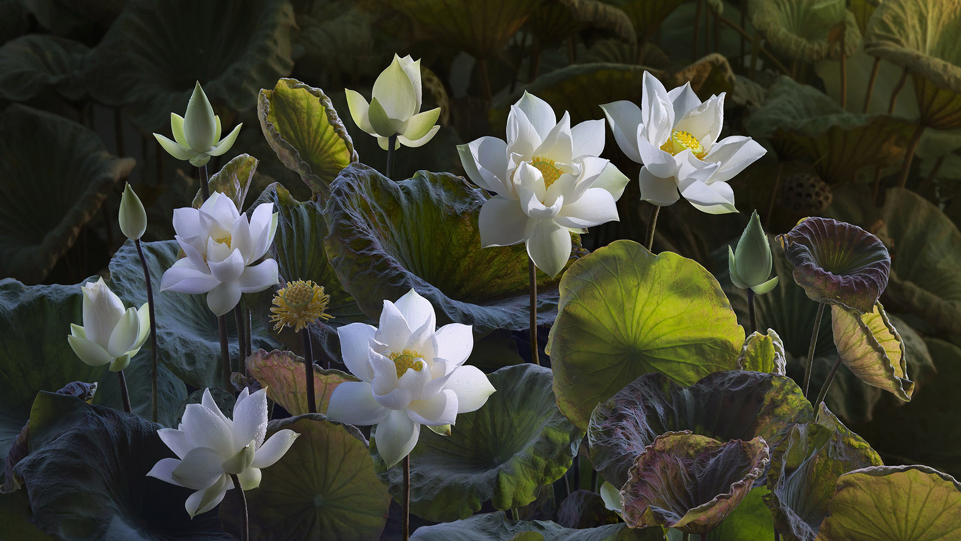 Hình ảnh hoa sen đẹp tự nhiên thanh khiết siêu chất  hình nền hoa sen