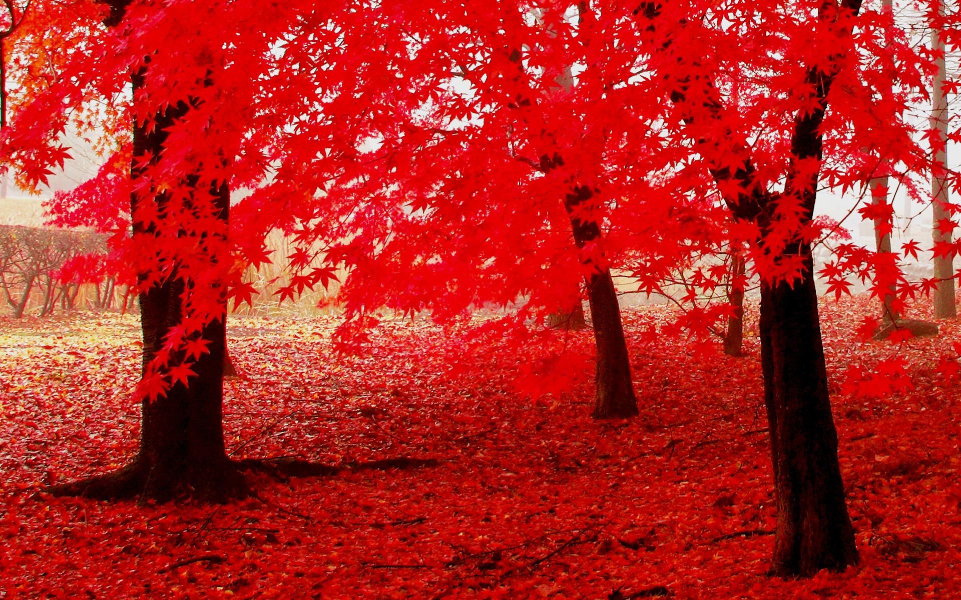 hình nền rừng lá đỏ