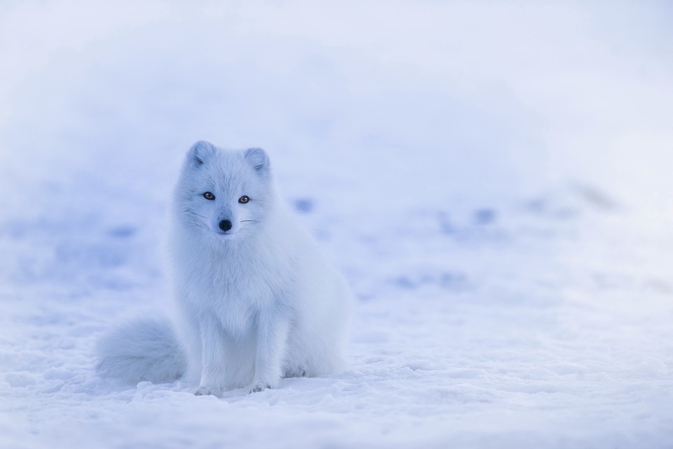 ảnh đẹp động vật vào mùa đông