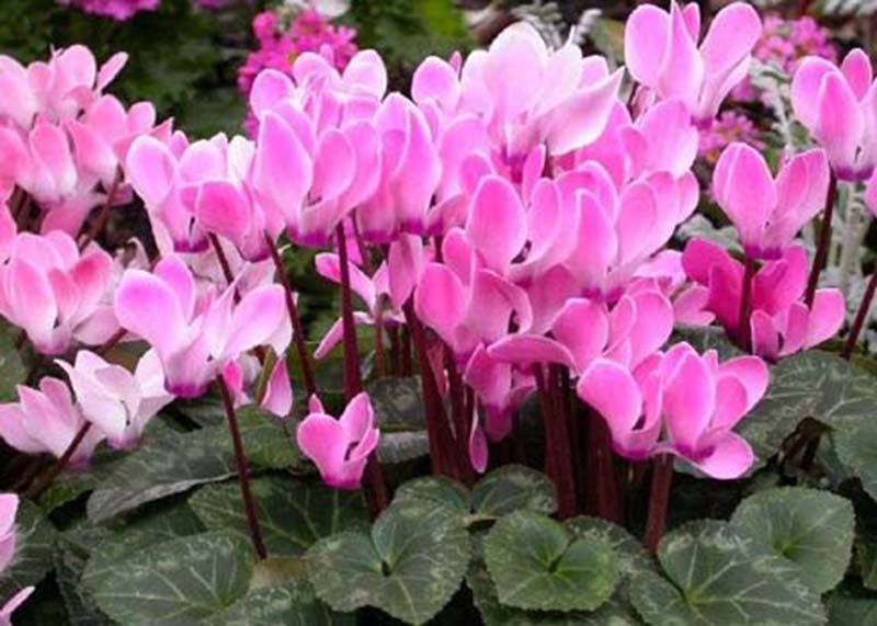 ảnh đẹp hoa anh thảo