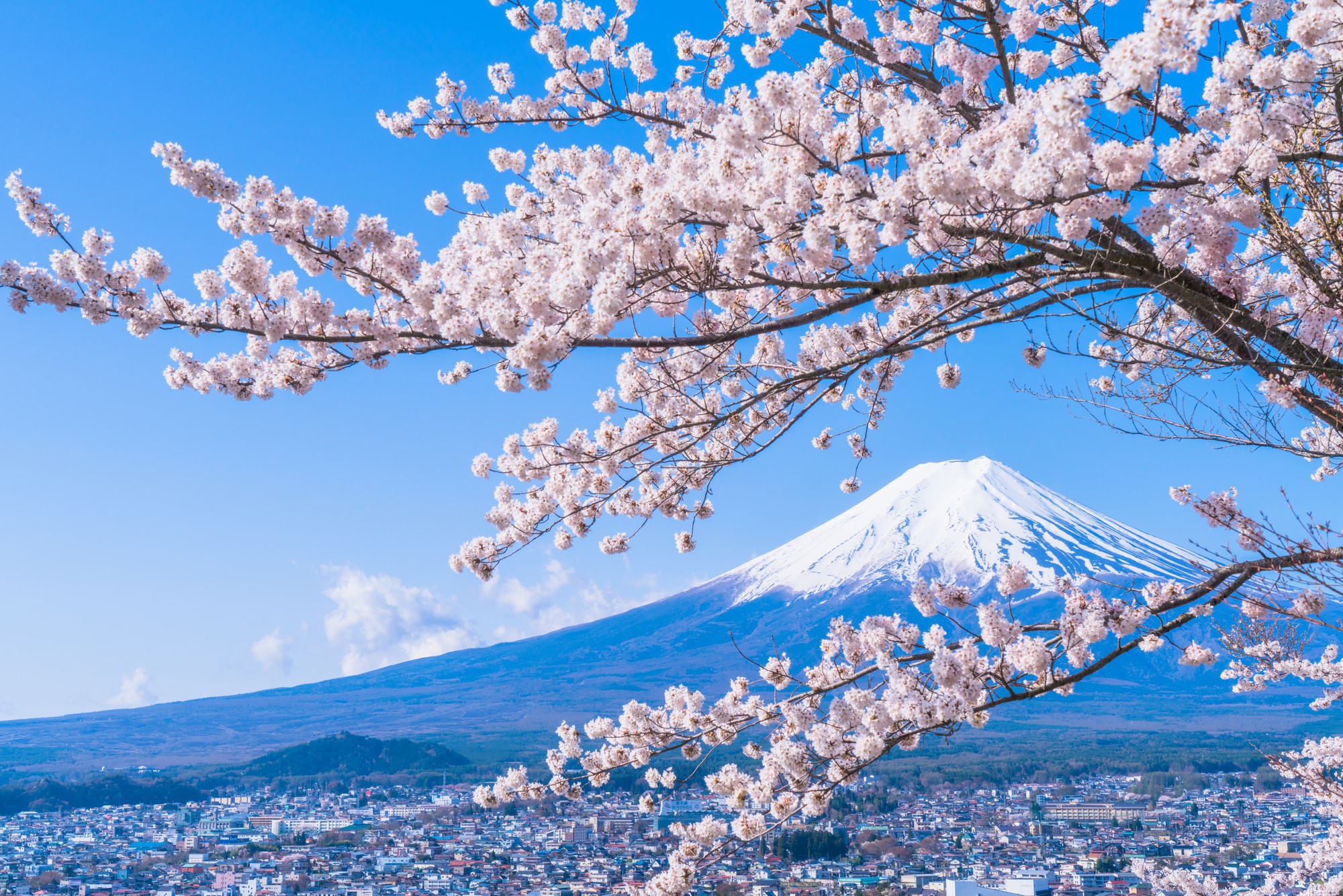 Hãy khám phá sự thơ mộng của những cánh hoa anh đào Nhật Bản, khi nó đua nhau nở rộ trong những ngày đầu Xuân. Hình ảnh đắm say này sẽ mang đến cho bạn niềm vui và cảm giác tươi mới.
