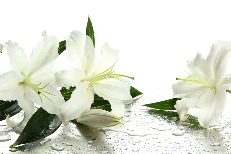 ảnh hoa ly khoe sắc trong mưa