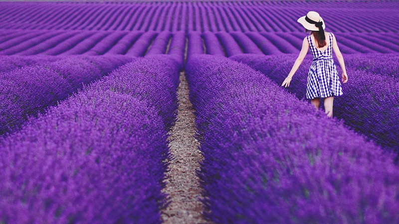 Bộ hình nền hoa lavender  Blog review chuyên nghiệp