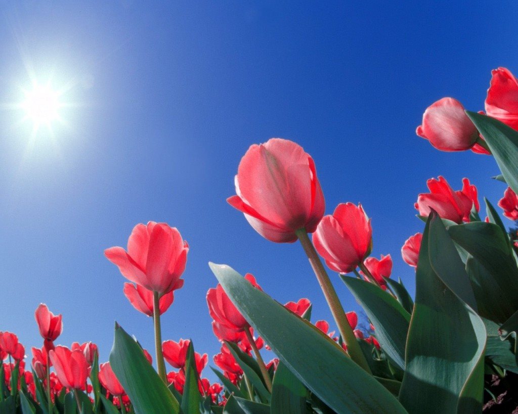 Tổng hợp hình ảnh hoa Tulip đẹp nhất - Ảnh đẹp hoa Tulip