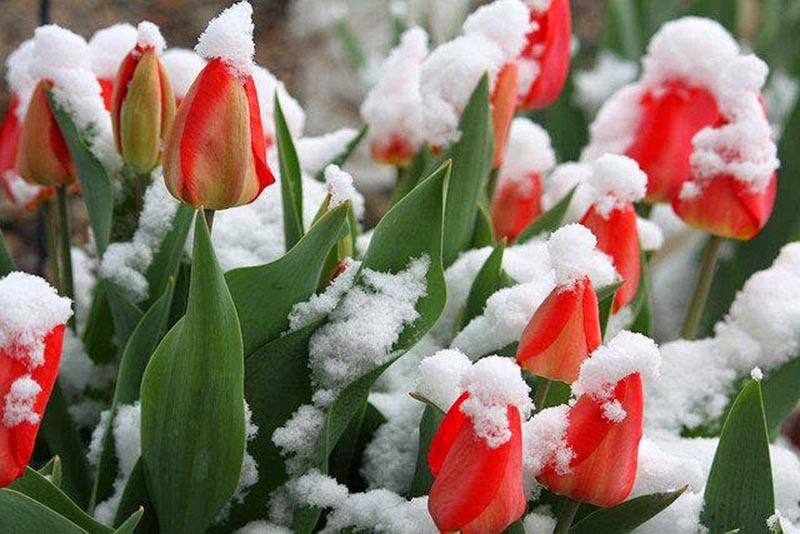 ảnh hoa tulip trong tuyết