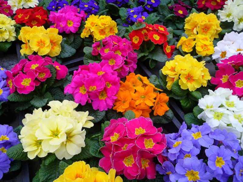 ảnh nền hoa anh thảo đẹp