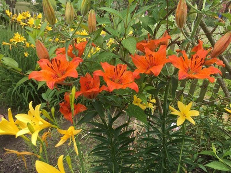 ảnh vườn hoa ly đẹp nhất