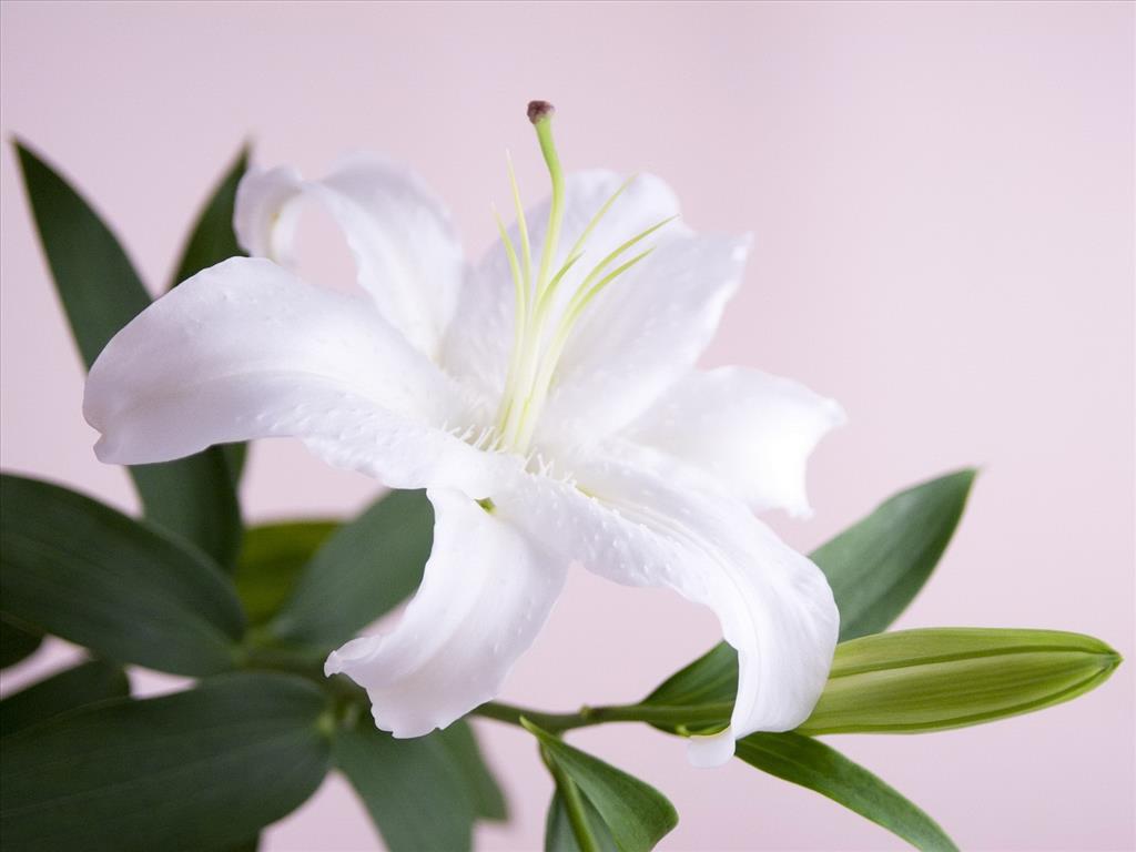 bộ sưu tập hoa ly đẹp