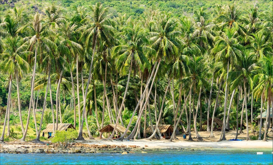 cảnh đẹp hàng dừa ven biển