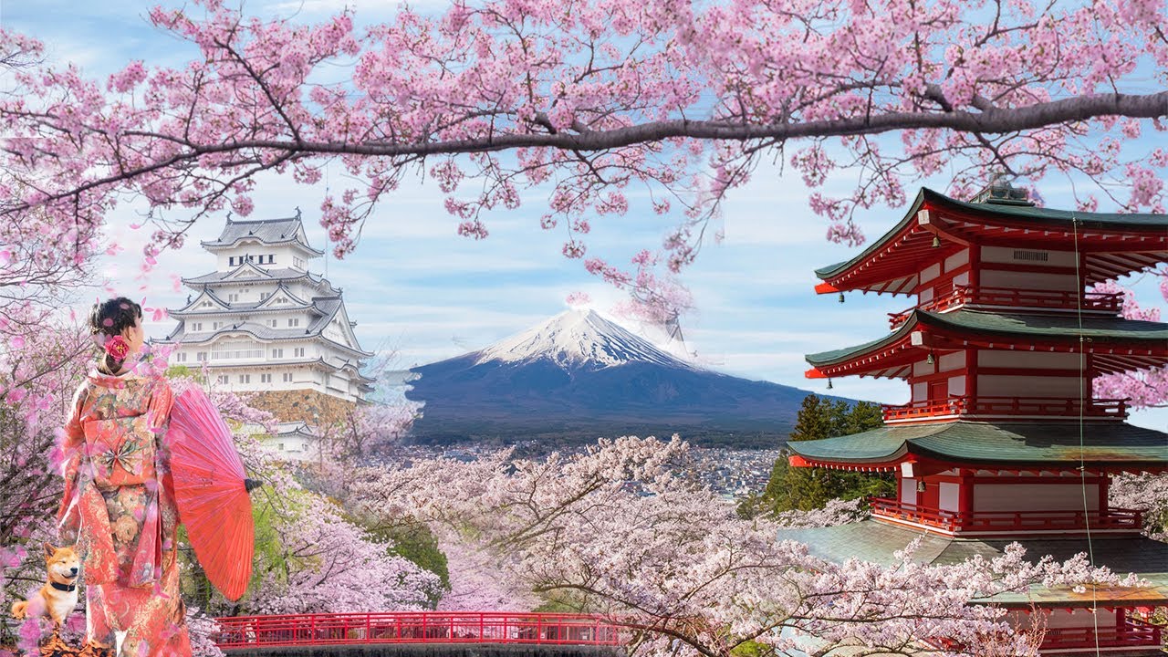 Tổng hợp những hình ảnh hoa Anh Đào Nhật Bản đẹp nhất