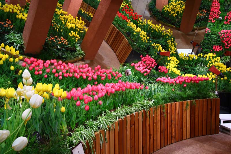 cánh đồng hoa tulip hà lan