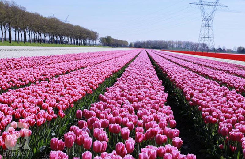 cánh đồng hoa tulip màu hình khoe sắc