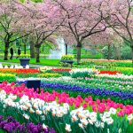 cánh đồng hoa tulip rực rỡ khoe sắc