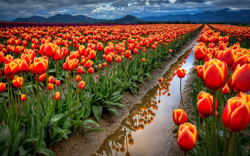 cánh đồng hoa tulip vẻ đẹp ôn hòa