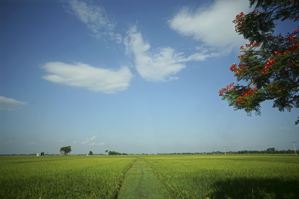 cánh đồng quê việt nam