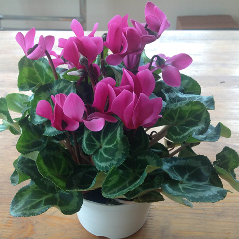 chậu hoa anh thảo đẹp