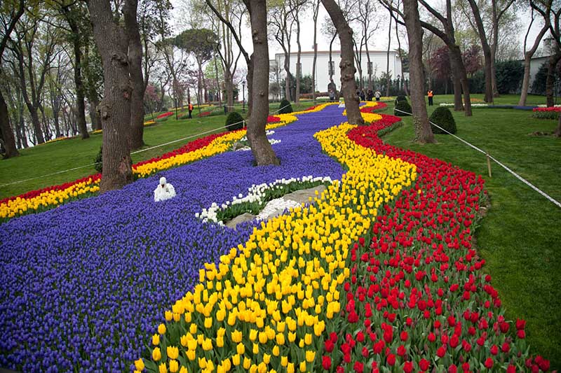 chiêm ngương không gian của hoa tulip