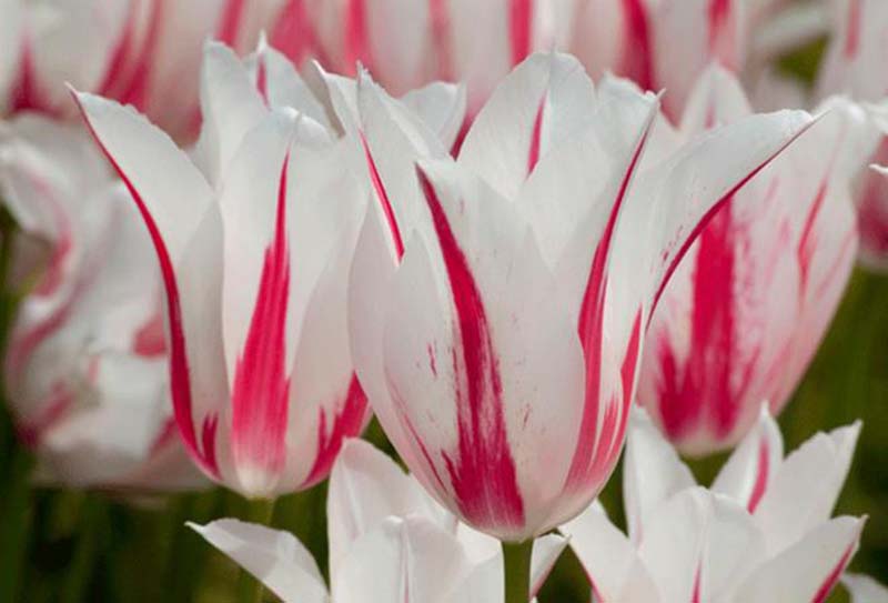 chiêm ngưỡng vẻ đẹp tinh khôi của hoa tulip